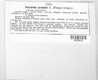 Puccinia graminis image